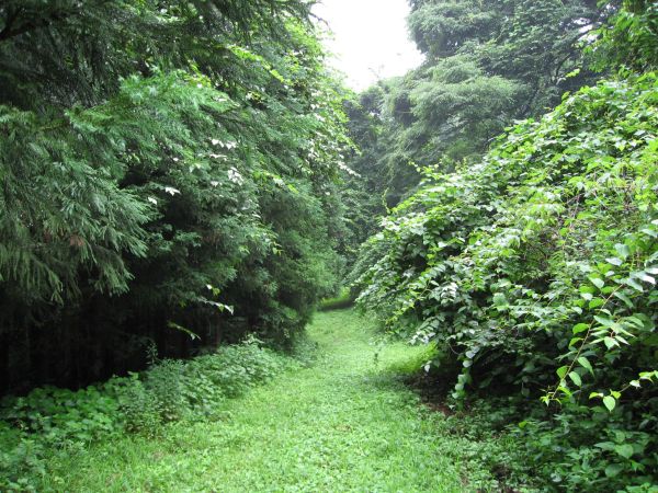 藪の中に突っ込んで行く旧中山道