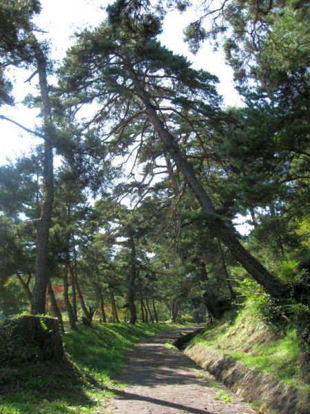 笠取峠の松並木