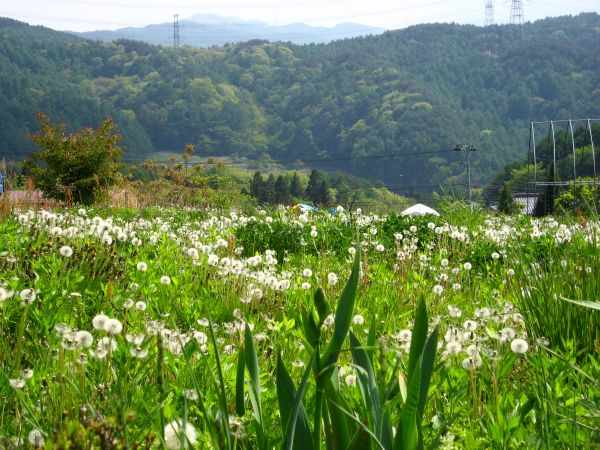 タンポポ