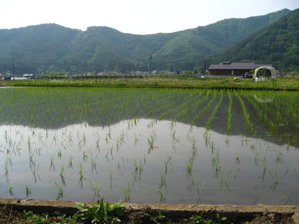 沿道の水田