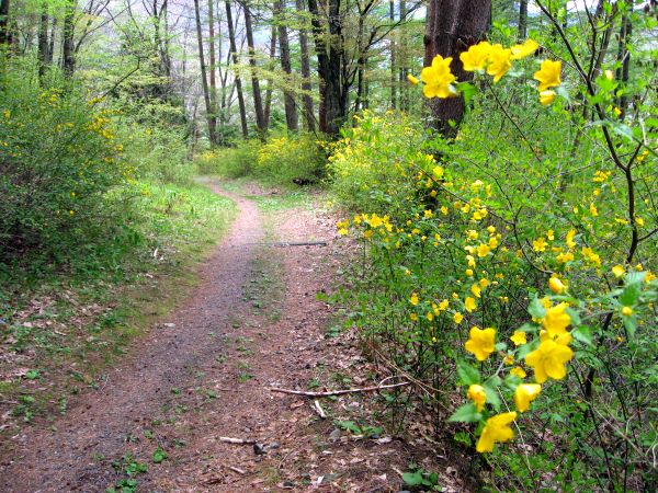 路傍の花