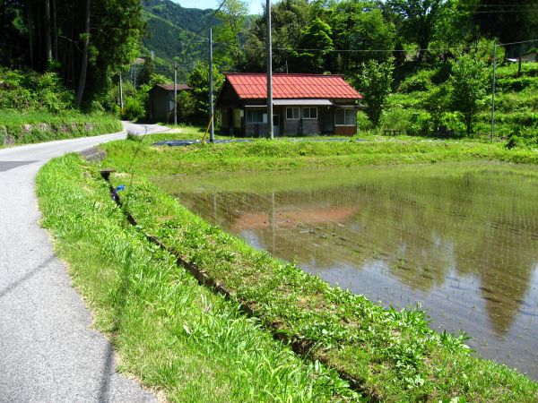 水田の脇を歩く