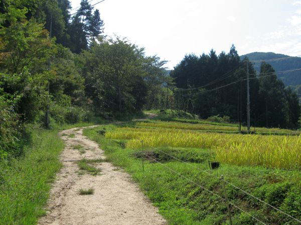 田園の道