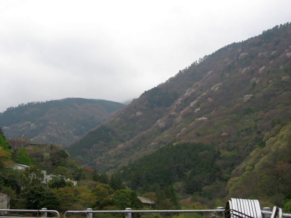 ランダムに色づく箱根の山