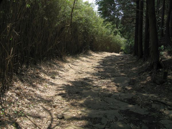 街道の左右で植生が違う