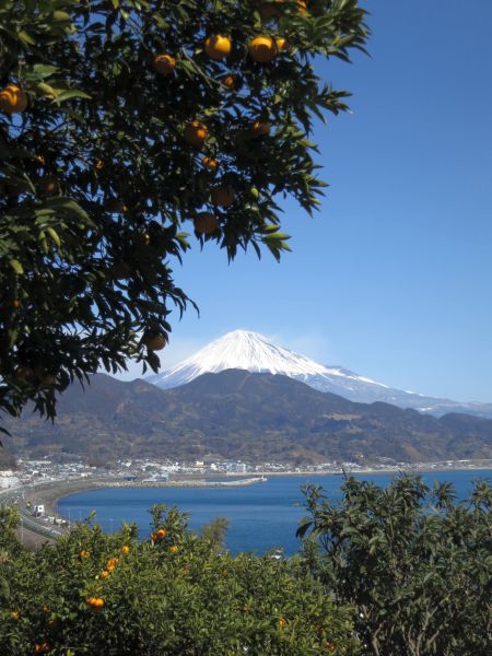 みかんと富士山