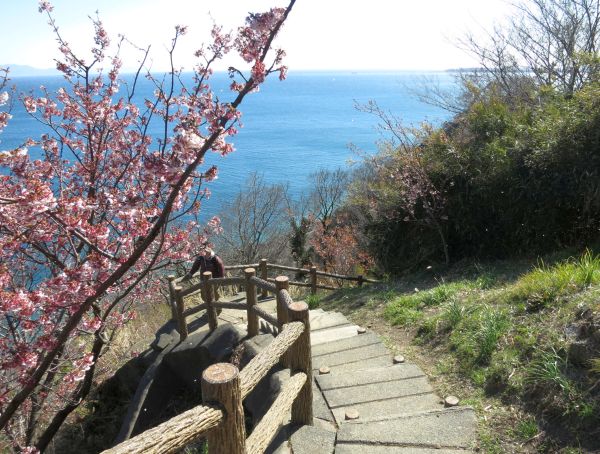 桜と東海道