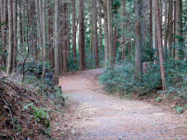 林の中の旧道